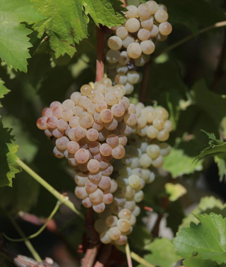 Quinta De Beiredos Villa Santa Cruz do Douro Ngoại thất bức ảnh